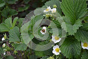 White strawberry flowers. Fragaria viridis, Fragaria ananassa