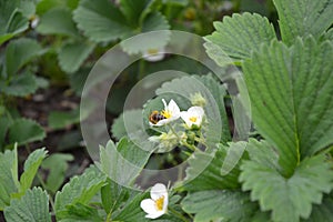 White strawberry flowers. Fragaria viridis, Fragaria ananassa