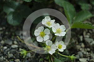 White strawberry flowers in the garden. Strawberry blossoms. Blooming strawberries in the vegetable garden close-up