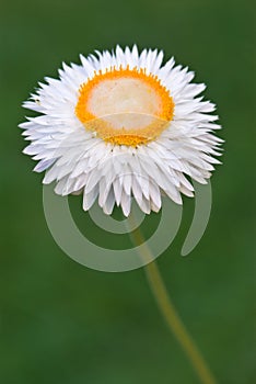 White Strawflower - Helichrysum bracteatum