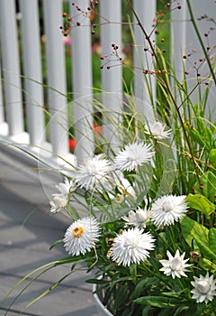 White Strawflowers Xerochrysum bracteatum