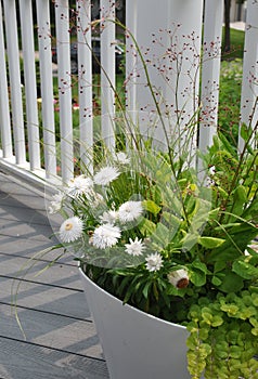 White Strawflowers Xerochrysum bracteatum