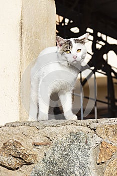White stray cat looking straight ahead with beautiful and mysterious eyes