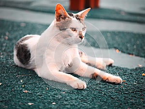 a white stray cat lying on