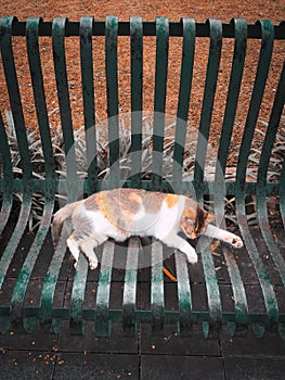 a white stray cat lying on a iron rusty chair