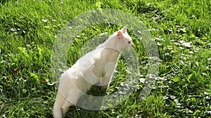 A white stray cat walks on the green grass. A playful kitten is resting in the sun. Slow motion video.