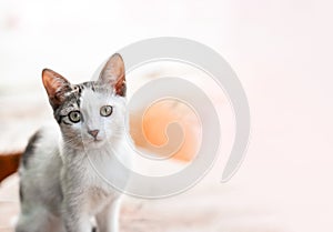 White stray cat on a whiite background photo