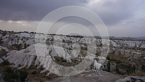 White stray dog looking at valley with white rocks, Cappadoccia photo