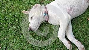 White stray dog sleeping on the grass,close-up view and copy space,lonely dog at yard