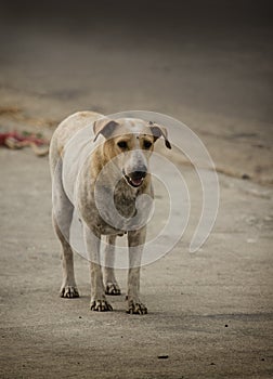 White stray dog wandering in the road looking sad