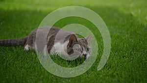 White stray domestic cat preparing to attack while hunting in the garden