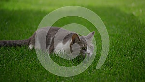 White stray domestic cat preparing to attack while hunting in the lawn