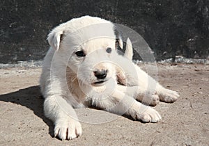 White stray puppy on sunny day. Baby animal