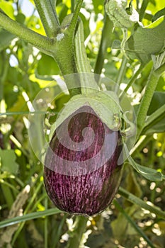 White streaked Gandia Aubergine o Listada de Gandia