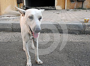 A white street dog in Cairo streets Egypt