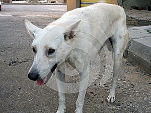 A white street dog in Cairo streets Egypt