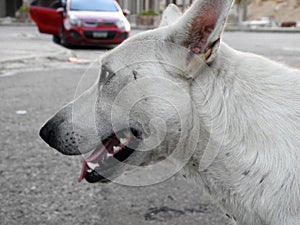 A white street dog in Cairo streets Egypt