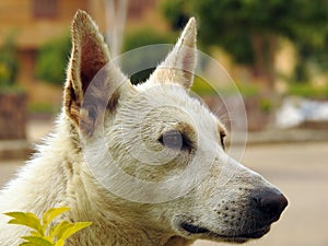 A white street dog in Cairo streets Egypt