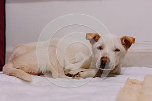 A white street dog`s just saved from the street and feel weak and sleepy