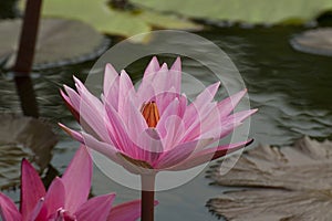 White strip pink lotus