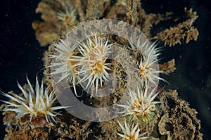 White striped anemone