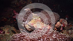 White striped anemone fishes under the sea in a reef