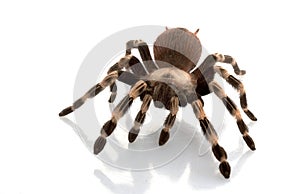 White-striped Birdeater