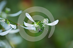 White-striped bush mosquito Aedes aegyptii feeding on flowers