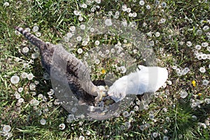 White and striped cats eat in a green meadow from one bowl in the sun. Feeding stray animals