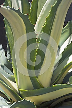 White-striped century plant