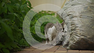 White striped domestic cat crawling on camera in the backyard in slow motion