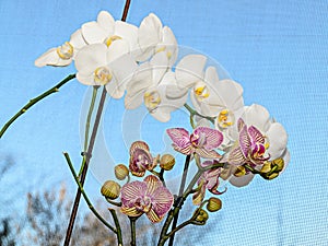 White and striped pink orchid branch phal flowers, green buds, window background