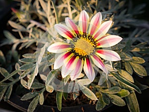 White Striped Red Gazania Flowers in The Flower Pot