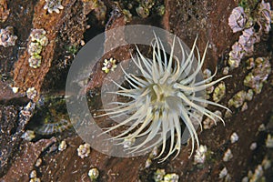 White-stripped anemone