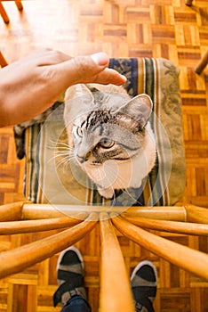 White stripped tabby cat on chair