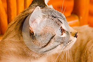 White stripped tabby cat on chair side