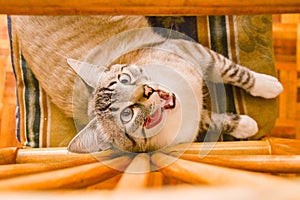 White stripped tabby cat on chair with tongue out
