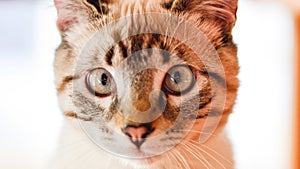 White stripped tabby cat in the living room close up