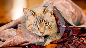 White stripped tabby cat in the living room between clothing