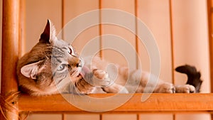 White stripped tabby cat in the living room lying