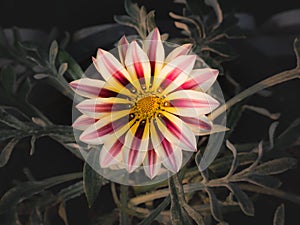 White Stripted Red Gazania Blooming