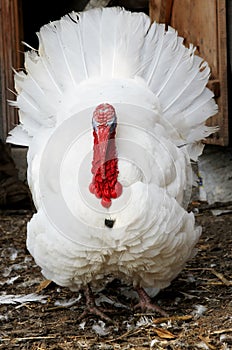 White strutting turkey