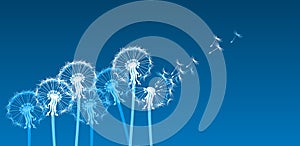 White stylized dandelions in the wind