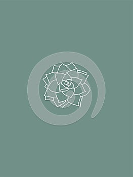 White Succulent Echeveria Line Art on Mint