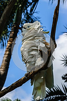 White Sulphur-crested cockatoo with fluffy feathers sitting on b