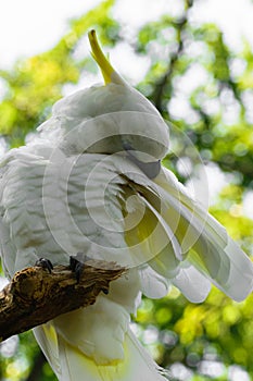 White Sulphur-crested cockatoo sitting on branch and cleaning feathers in green foliage background