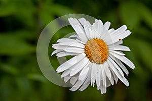 White summer daisy