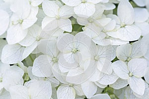 White summer flowers