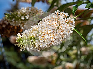 white summer lilac flowers of a tree Buddleja davidii