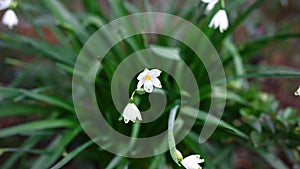 White Summer Snowflake flowers, Leucojum aestivum in the garden